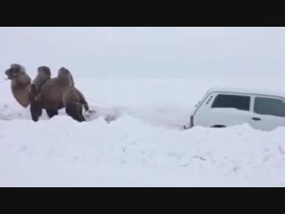 in saratov, a camel pulled out a niva stuck in the snow